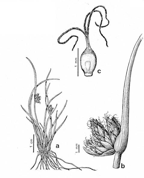 fi5 Isolepis