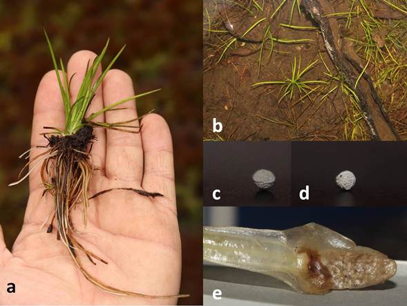 isoetes
