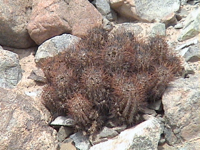 Descripción: copiapoa solaris 2