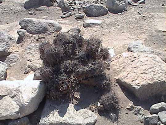 Descripci�n: foto 4