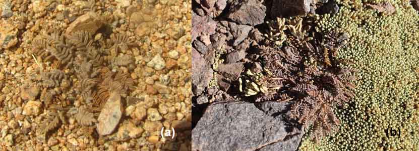 astragalus p