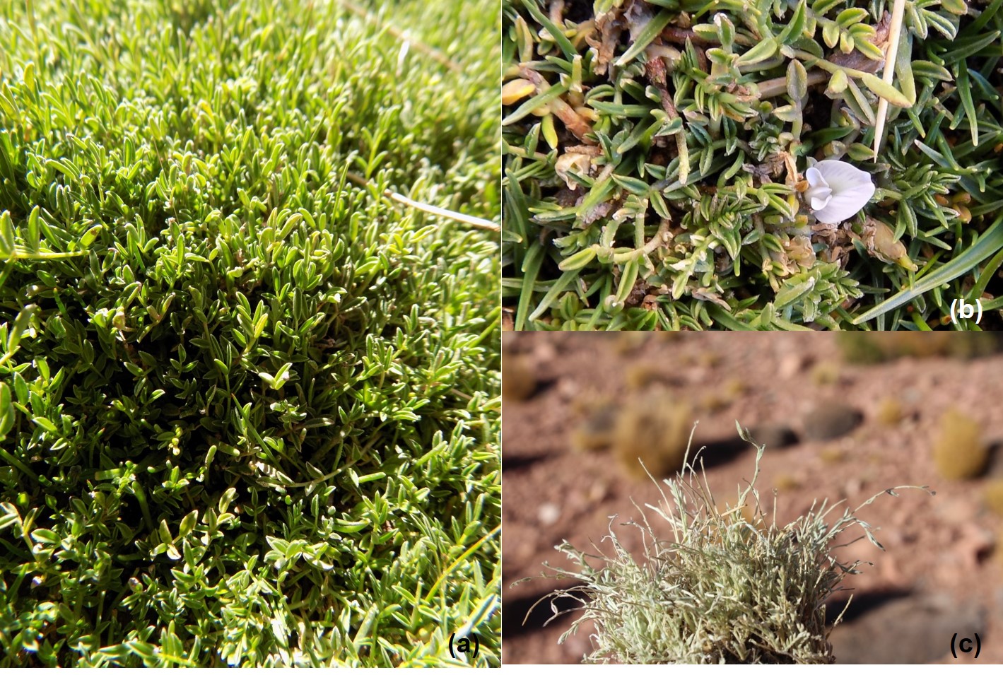 astragalus b