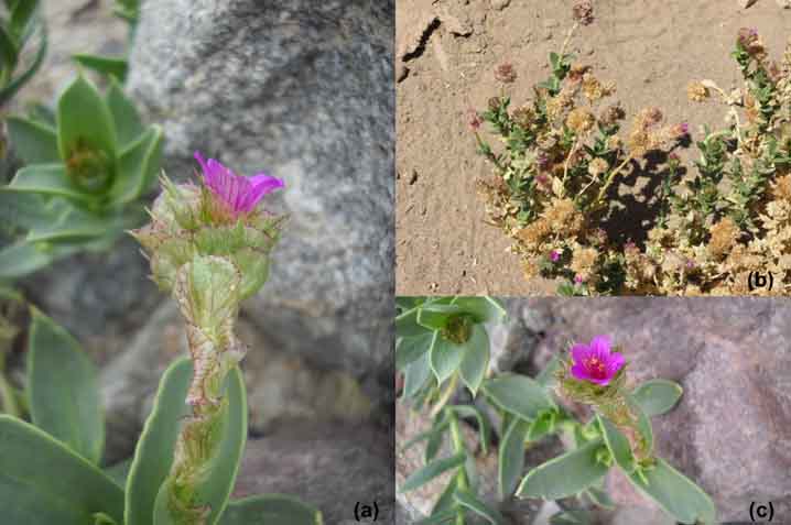 cistanthe d