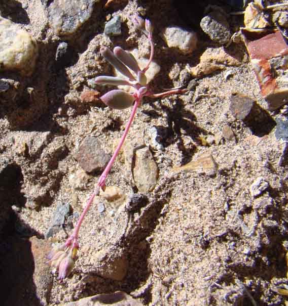 cistanthe m