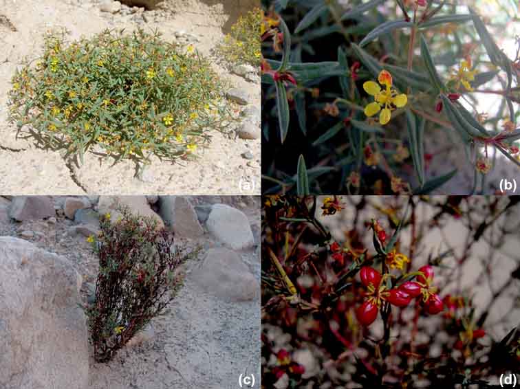 dinemandra