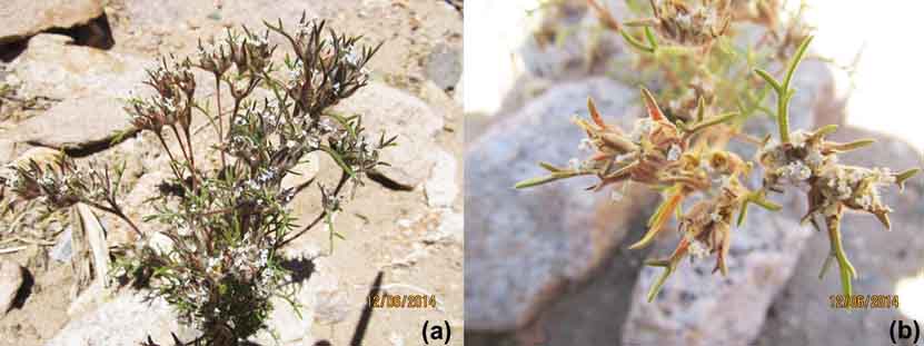 Ipomopsis