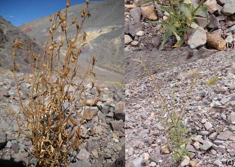 Nicotiana