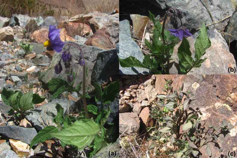 solanum