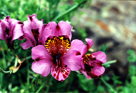 a magenta