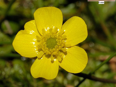 flor tipica