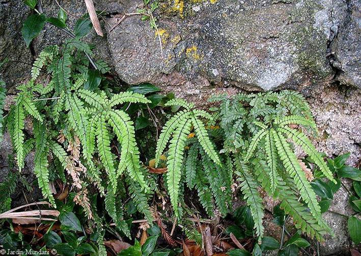 Descripci�n: https://2.bp.blogspot.com/-yha8yVby_gw/TbCjYboJPhI/AAAAAAAAAyU/CdCrlG9rnDo/s1600/adiantum-hispidulum-caldeira0.jpg