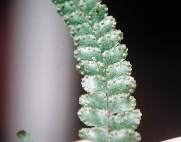 Descripci�n: D:\JM-disco duro\Vasculares x familia-todas\FOTOS\FOTOS  CARPETAS DISCO ORIGINAL (SIN ORDEN)\HELECHOS EXOTICOS IDCJMB5521\Adiantum  hispidulum   JMB.JPG