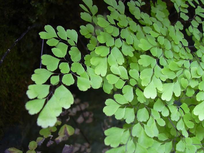 Descripci�n: Descripci�n: ramas y hojas de un helecho llamado Adiantum raddianum