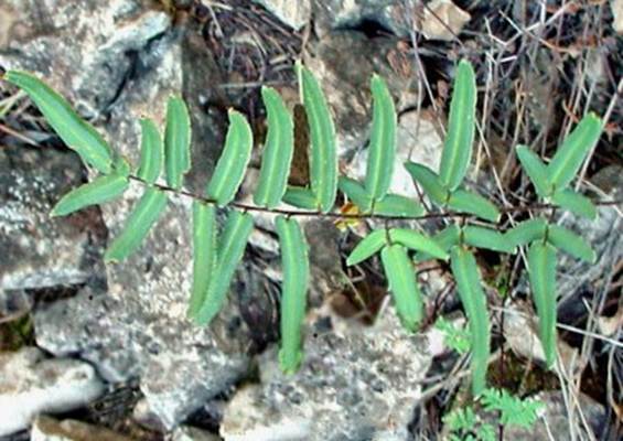 Descripci�n: Pellaea atropurpurea
