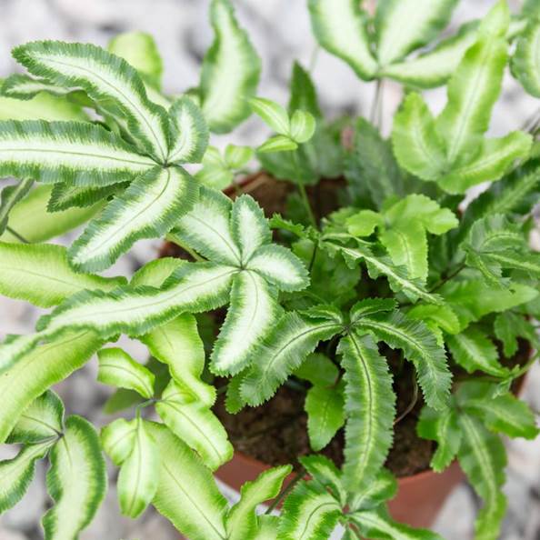 Descripci�n: https://cdn.palmcentre.co.uk/1995-large_default/pteris-cretica-albo-lineata.jpg