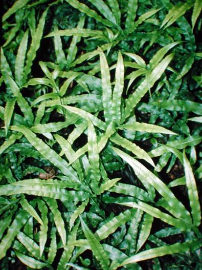 Descripci�n: D:\JM-disco duro\Vasculares x familia-todas\FOTOS\FOTOS  CARPETAS DISCO ORIGINAL (SIN ORDEN)\Documentos respaldados  DCJMB6554\VARIOS\FLORA\Pteris  cretica    2  JMB.JPG