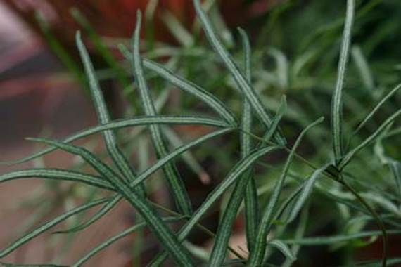 Descripci�n: D:\JM-disco duro\Vasculares x familia-todas\FOTOS\FOTOS  CARPETAS DISCO ORIGINAL (SIN ORDEN)\HELECHOS EXOTICOS DCJMB221\Pteris  cretica   'Albo-marginata'.jpg