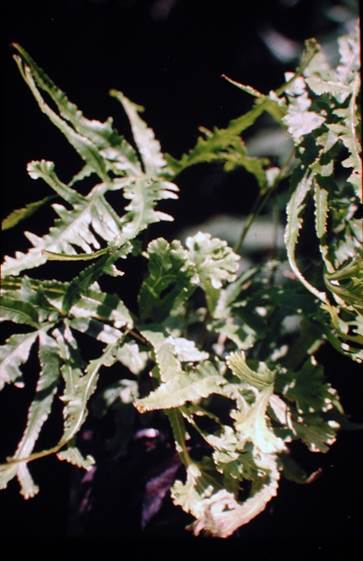 Descripci�n: D:\JM-disco duro\Vasculares x familia-todas\FOTOS\FOTOS  CARPETAS DISCO ORIGINAL (SIN ORDEN)\Documentos respaldados  DCJMB6554\VARIOS\FLORA\Pteris  cretica  JMB (2).JPG