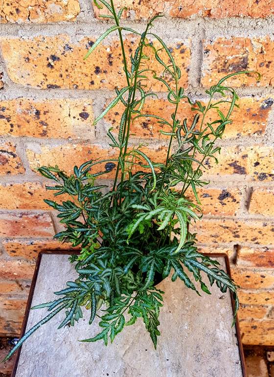 Descripci�n: https://www.plants4sale.co.za/wp-content/uploads/2020/06/Pteris-ensiforme-Victoria.jpg