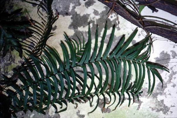 Descripci�n: D:\JM-disco duro\Vasculares x familia-todas\FOTOS\FOTOS  CARPETAS DISCO ORIGINAL (SIN ORDEN)\HELECHOS EXOTICOS DCJMB221\Pteris  longifolia  Fotos  Jorge H. Macaya  Berti Foto 302 (200).jpg