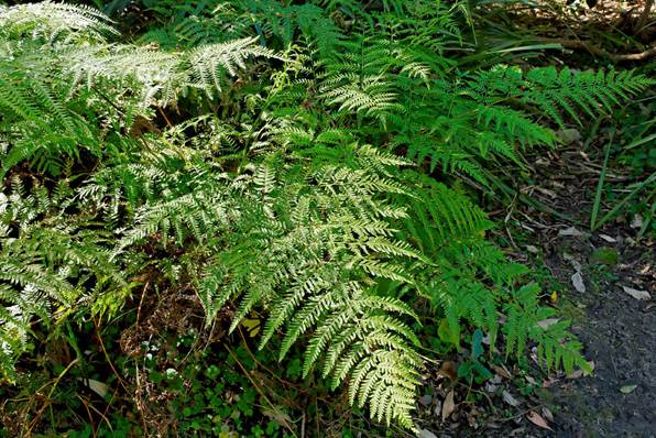 Descripci�n: D:\JM-disco duro\Vasculares x familia-todas\FOTOS\FOTOS  CARPETAS DISCO ORIGINAL (SIN ORDEN)\HELECHOS EXOTICOS DCJMB221\Pteris  tremula   2.jpg