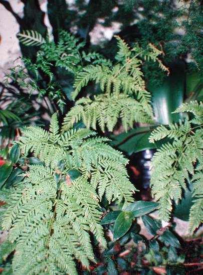 Descripci�n: D:\JM-disco duro\Vasculares x familia-todas\FOTOS\FOTOS  CARPETAS DISCO ORIGINAL (SIN ORDEN)\Documentos respaldados  DCJMB6554\VARIOS\Respaldo\Pteris tremula   JMB.JPG