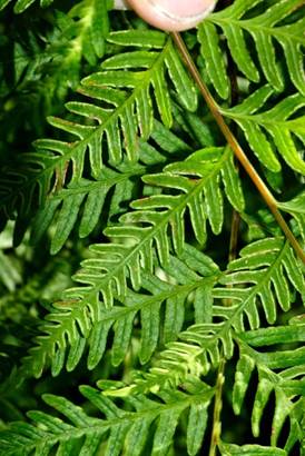 Descripci�n: D:\JM-disco duro\Vasculares x familia-todas\Pteridofita\HELECHOS EXOTICOS\Pteris tremula  Jardin Botanico de Vi�a del Mar  FJMB (1).jpg