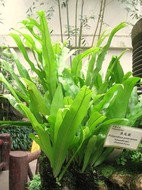 Descripción: Polypodium punctatum 'grandiceps' - Hong Kong Park Conservatory - IMG 9836.JPG