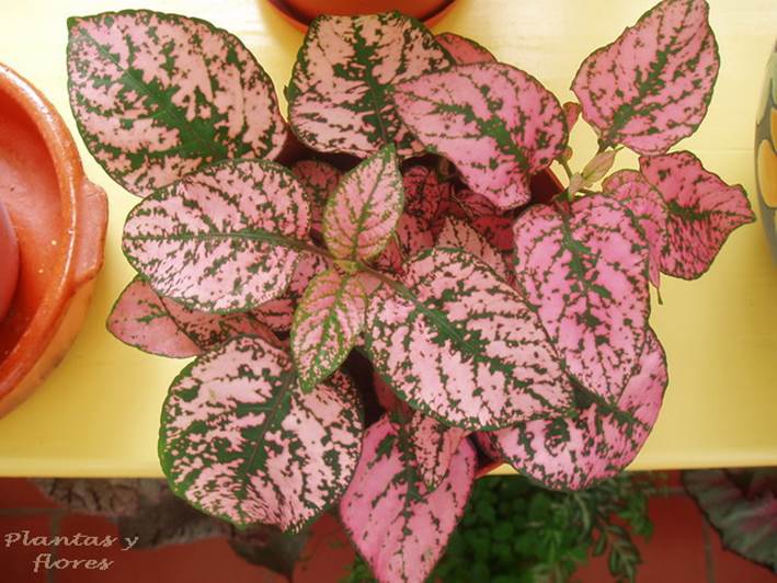 Descripci�n: https://1.bp.blogspot.com/-Zlee3ijFF0w/Xb1z1gcQURI/AAAAAAABf0A/MLBqwVzZxvMigihB8C0QNBPzuihZXVMEgCLcBGAsYHQ/s1600/1.jpg