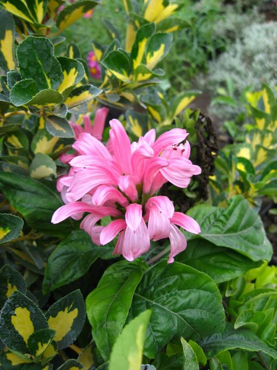 Descripci�n: F:\JM-disco duro\Vasculares x familia-todas\angiospermas-fotos-icon-textos\ACANTHACEAE   NATIVAS  Y  EXOTICAS\Justicia carnea (=Jacobinia carnea)  FJA.jpg