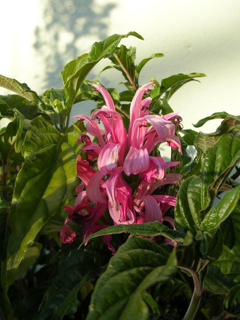 Descripci�n: F:\JM-disco duro\Vasculares x familia-todas\angiospermas-fotos-icon-textos\ACANTHACEAE   NATIVAS  Y  EXOTICAS\Justicia carnea  Lindl.  Foto  Seba  Teillier).JPG