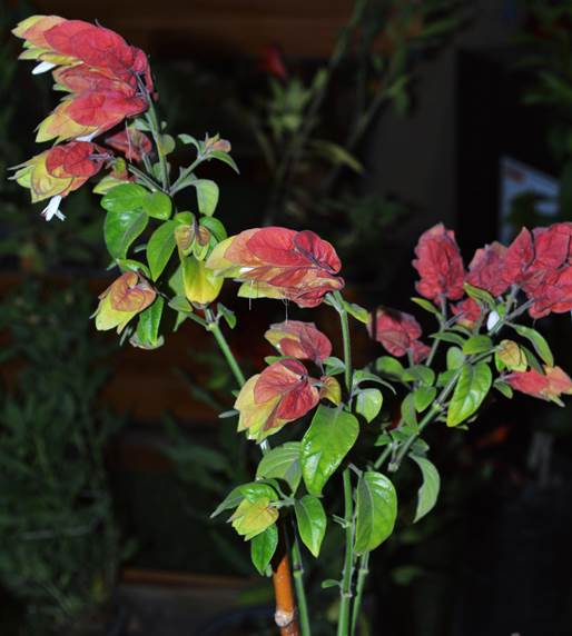 Descripci�n: F:\JM-disco duro\Vasculares x familia-todas\angiospermas-fotos-icon-textos\ACANTHACEAE   NATIVAS  Y  EXOTICAS\Beloperone guttata  FJMB P. Araucano Nov. 2015  (2).JPG