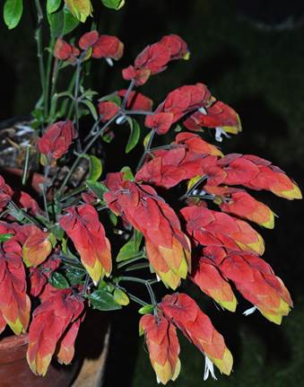 Descripci�n: F:\JM-disco duro\Vasculares x familia-todas\angiospermas-fotos-icon-textos\ACANTHACEAE   NATIVAS  Y  EXOTICAS\Beloperone guttata  FJMB P. Araucano Nov. 2015  (1).JPG