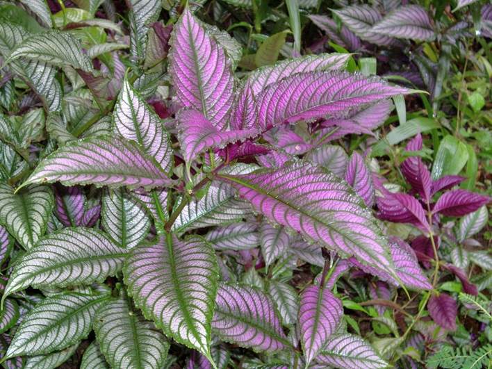 Descripci�n: F:\JM-disco duro\Vasculares x familia-todas\FOTOS\FOTOS  CARPETAS DISCO ORIGINAL (SIN ORDEN)\FOTOS Y ARTICULOS SIN ORDENAR\Strobilanthes dyeriana Mast.  Foto Christian  Defferrard  332.jpg