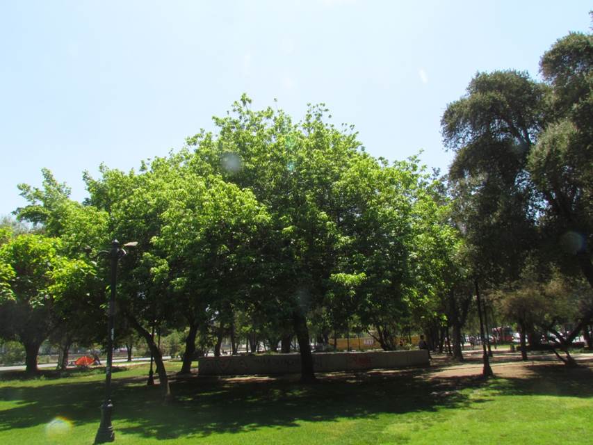 Descripci�n: D:\flores x genero\Ornamentales varias\Ornamentales\Angio-Dic-A-c\Acer\Acer negundo (1).JPG