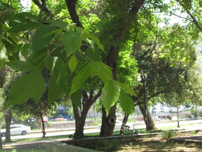 Descripci�n: D:\flores x genero\Ornamentales varias\Ornamentales\Angio-Dic-A-c\Acer\Acer negundo (4).JPG