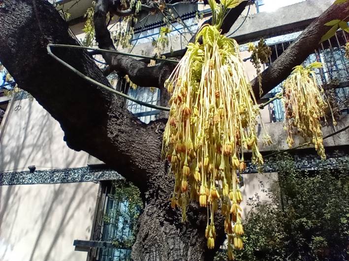 Descripci�n: D:\flores x genero\Ornamentales varias\Ornamentales\Angio-Dic-A-c\Acer\Acer negundo (8).jpg