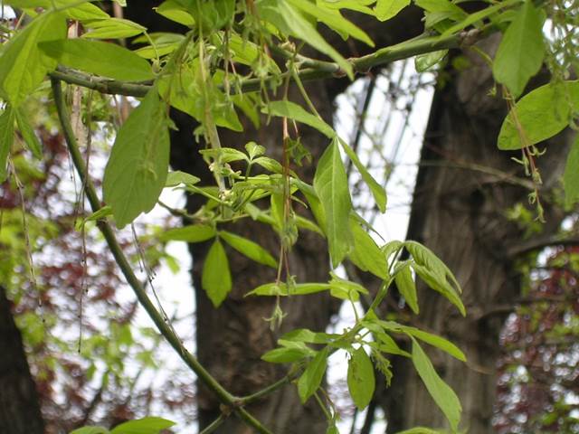 Descripci�n: D:\flores x genero\Ornamentales varias\Ornamentales\Angio-Dic-A-c\Acer\acer negundo hembra.JPG