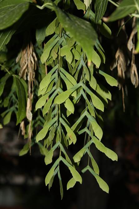 Descripci�n: F:\ACERACEAE\Acer negundo FJMB (1).JPG