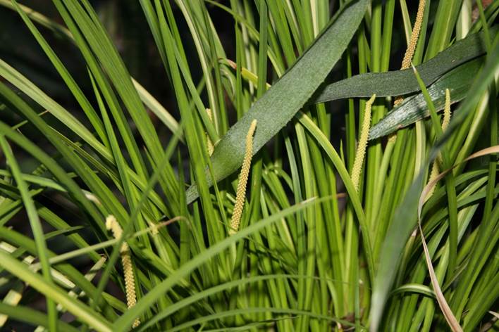 Descripci�n: F:\JM-disco duro\Vasculares x familia-todas\angiospermas-fotos-icon-textos\ACORACEAE\Acorus gramineus variegatus  FJMB (2).JPG
