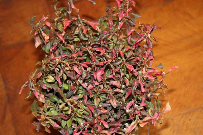 Descripci�n: F:\JM-disco duro\Vasculares x familia-todas\angiospermas-fotos-icon-textos\AMARANTHACE NATIVAS  Y  EXOTICAS\Alternanthera bettzickiana    Foto Jorge H.  Macaya  Berti  Santiago Mayo 2011.JPG