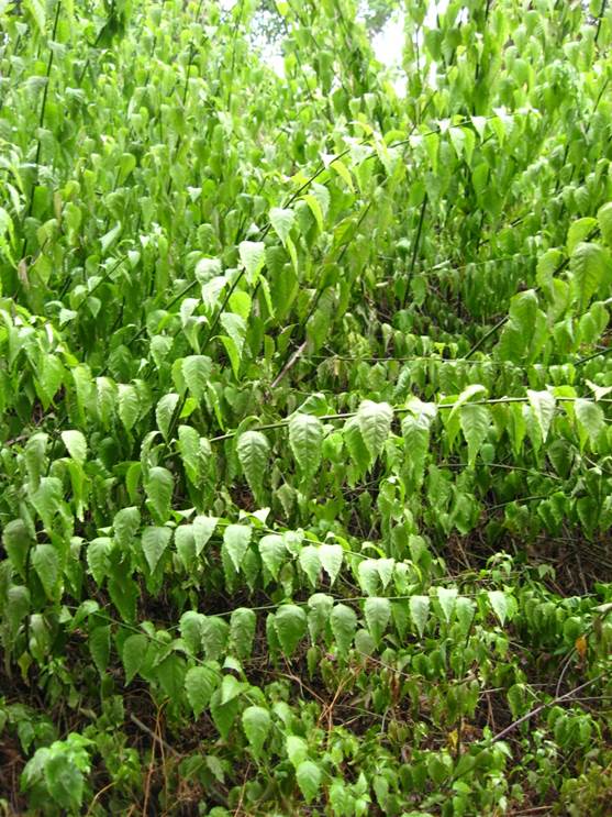 Descripci�n: F:\JM-disco duro\Vasculares x familia-todas\angiospermas-fotos-icon-textos\AMARANTHACE NATIVAS  Y  EXOTICAS\Bosea amherstiana   FJA (1).jpg