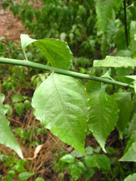 Descripci�n: F:\JM-disco duro\Vasculares x familia-todas\angiospermas-fotos-icon-textos\AMARANTHACE NATIVAS  Y  EXOTICAS\Bosea amherstiana   FJA (2).jpg