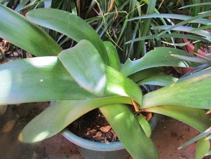 Descripci�n: F:\AMARYLLIDACE  EXOTICAS\Haemanthus albiflos  L. FJMB.JPG