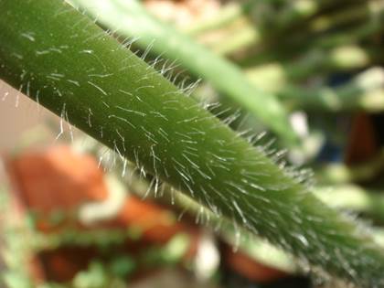 Descripci�n: D:\flores x genero\Ornamentales varias\Ornamentales\Angio Monocots\haemanthus\haemanthus albiflorus (casa)\DSC04090.JPG