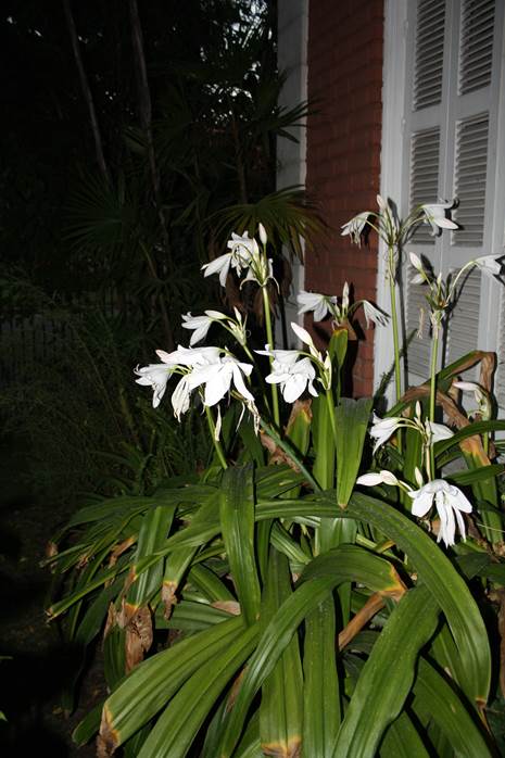 Descripci�n: D:\PUBLIC\trabajandolos\Enciclopedia exoticas\enciclopedia 2022 Josefa y Valentina\vale walder-21-11\AMARYLLIDACE  EXOTICAS - copia\Crinum x  powellii  FJMB (1).JPG