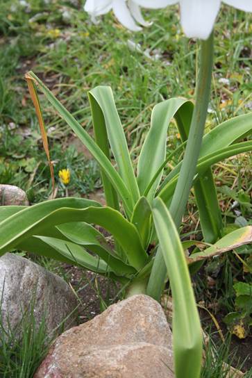 Descripci�n: D:\PUBLIC\trabajandolos\Enciclopedia exoticas\enciclopedia 2022 Josefa y Valentina\vale walder-21-11\AMARYLLIDACE  EXOTICAS - copia\Crinum x powellii  Camping Morrillos 16  Nov. 2012 FJMB  (2).JPG