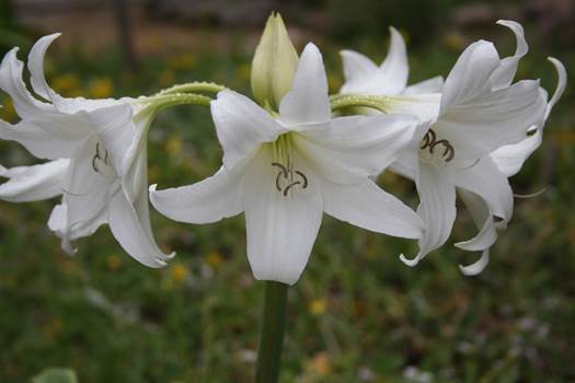 Descripci�n: D:\PUBLIC\trabajandolos\Enciclopedia exoticas\enciclopedia 2022 Josefa y Valentina\vale walder-21-11\AMARYLLIDACE  EXOTICAS - copia\Crinum x powellii  Camping Morrillos 16  Nov. 2012 FJMB  (4).JPG