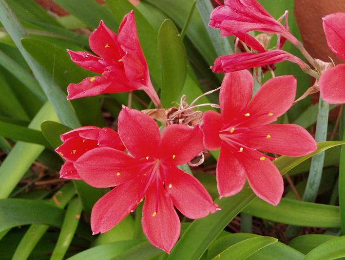 Descripción: Cyrtanthus elatus flowers.jpg