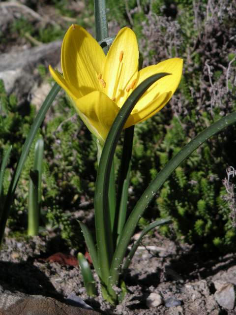Descripci�n: Descripci�n: https://upload.wikimedia.org/wikipedia/commons/4/49/Sternbergia_lutea_MILAN.jpg